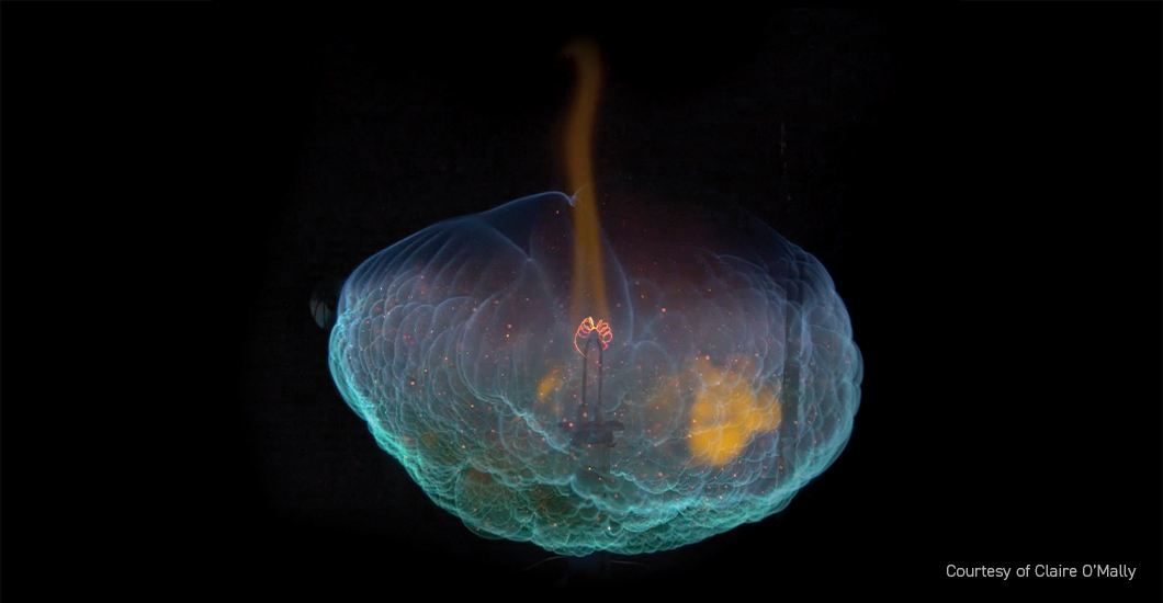 Phantom Applications Low Light Imaging