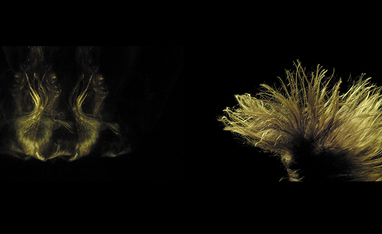 Human Movement Study