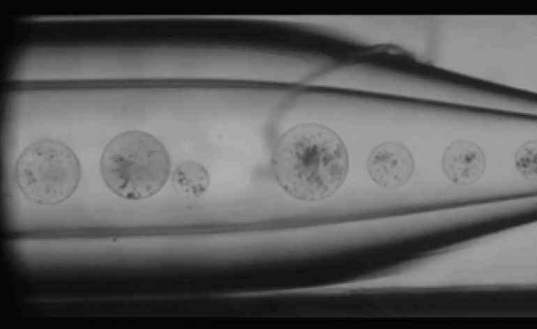 Microfluidics MiroBubbles 